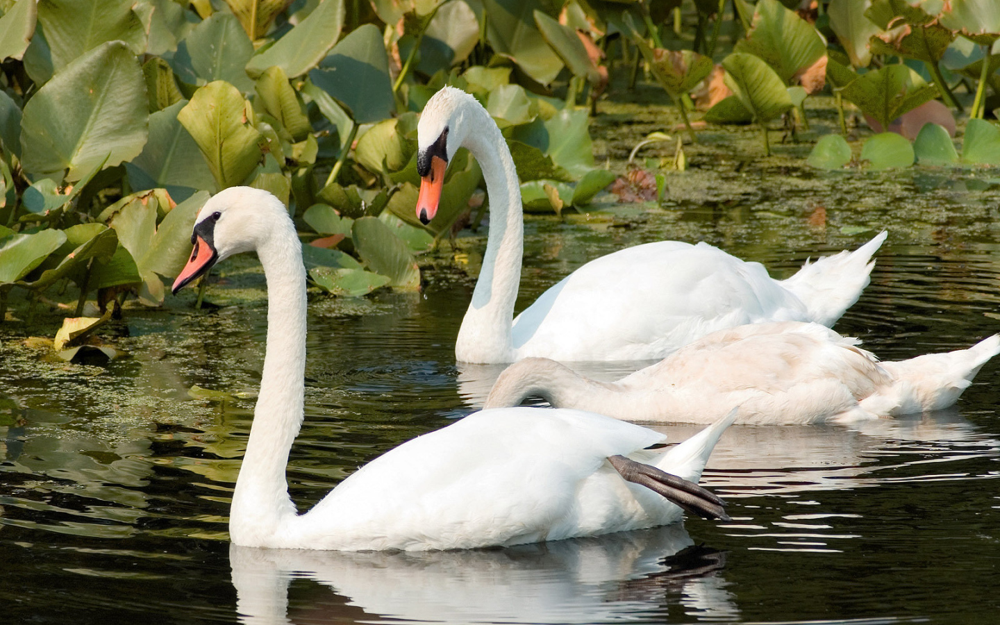 Пара лебедей на реке