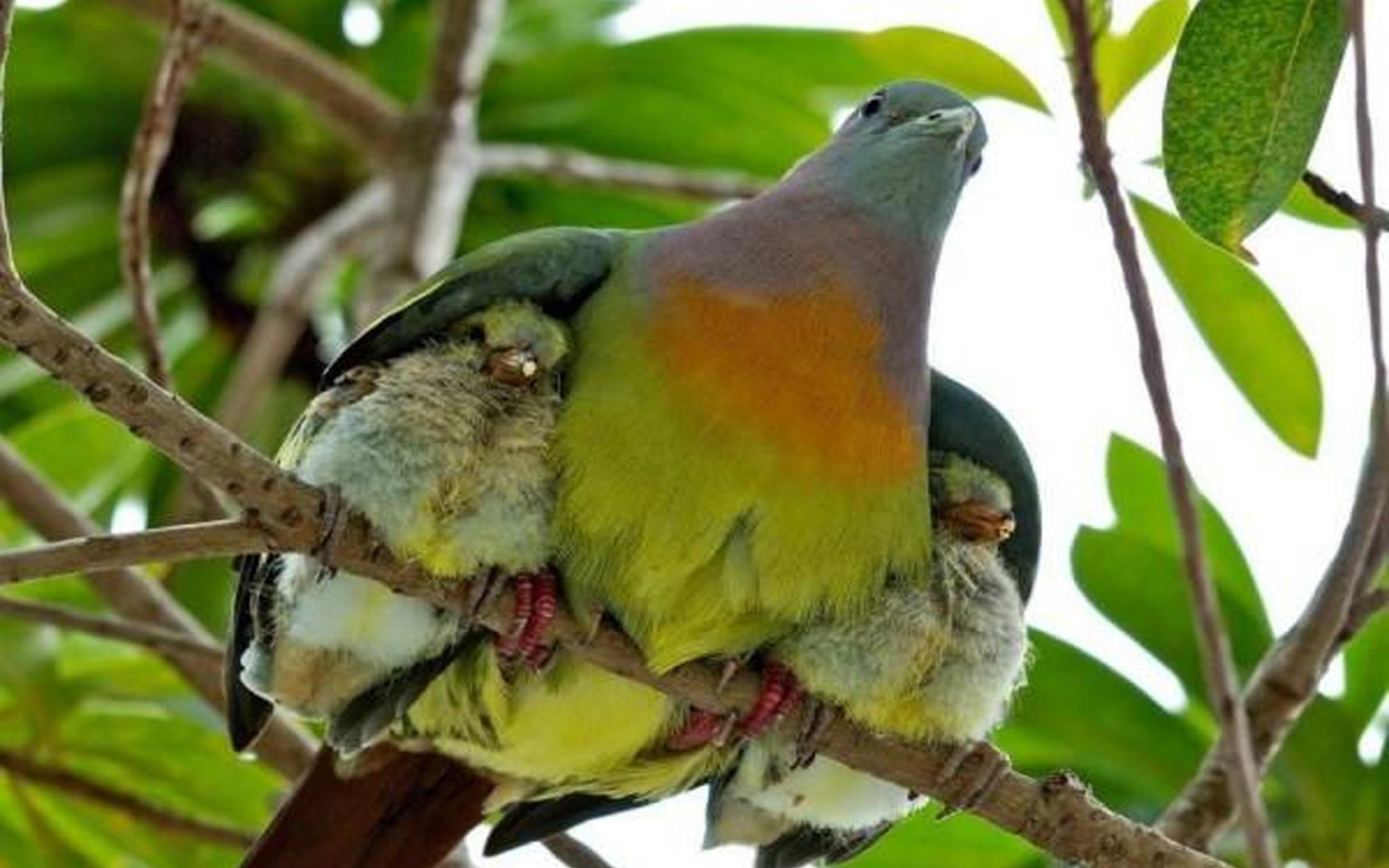 Птица прикрыла птенцов