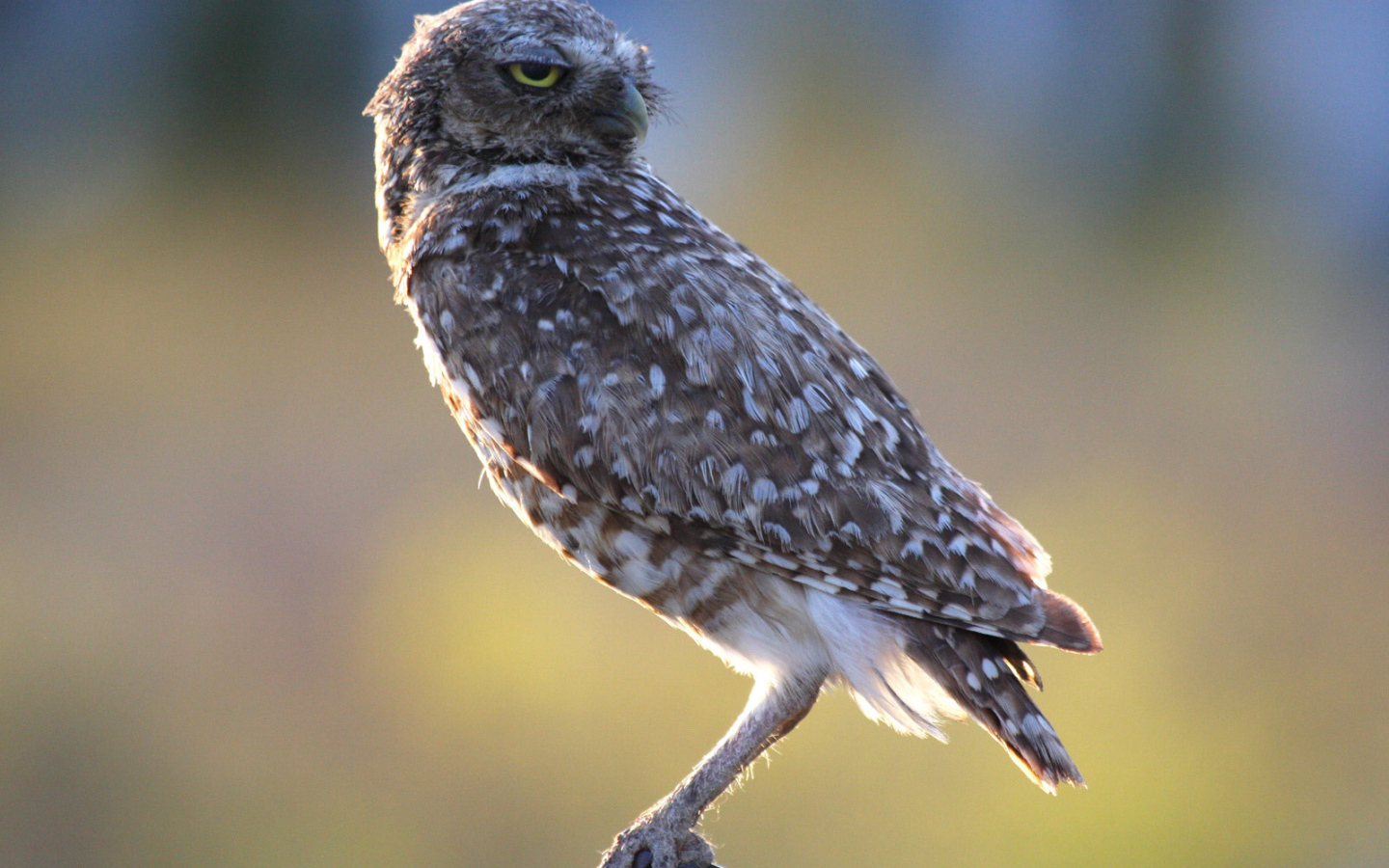 Хищная птица