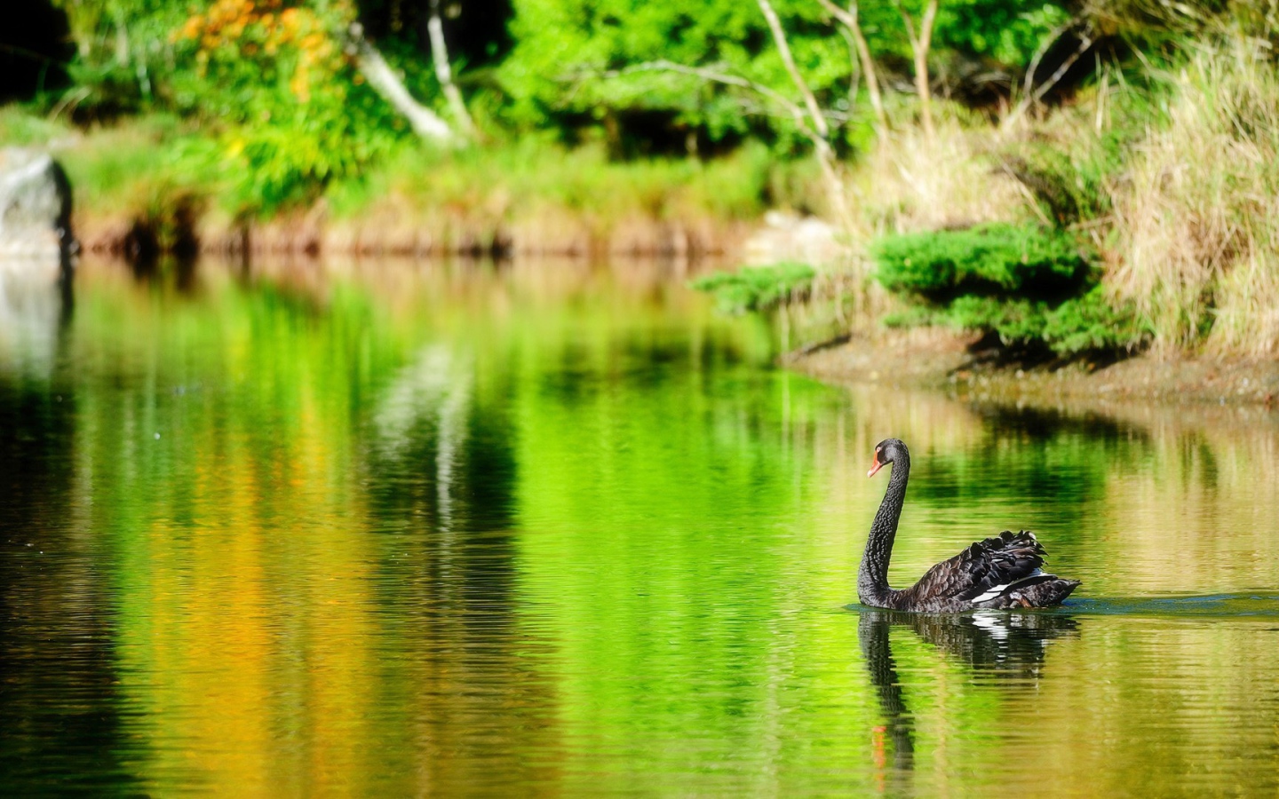 Черный лебедь