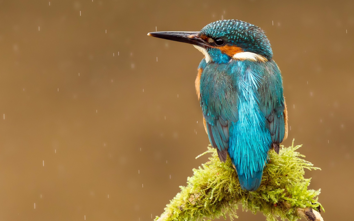 Голубая птичка