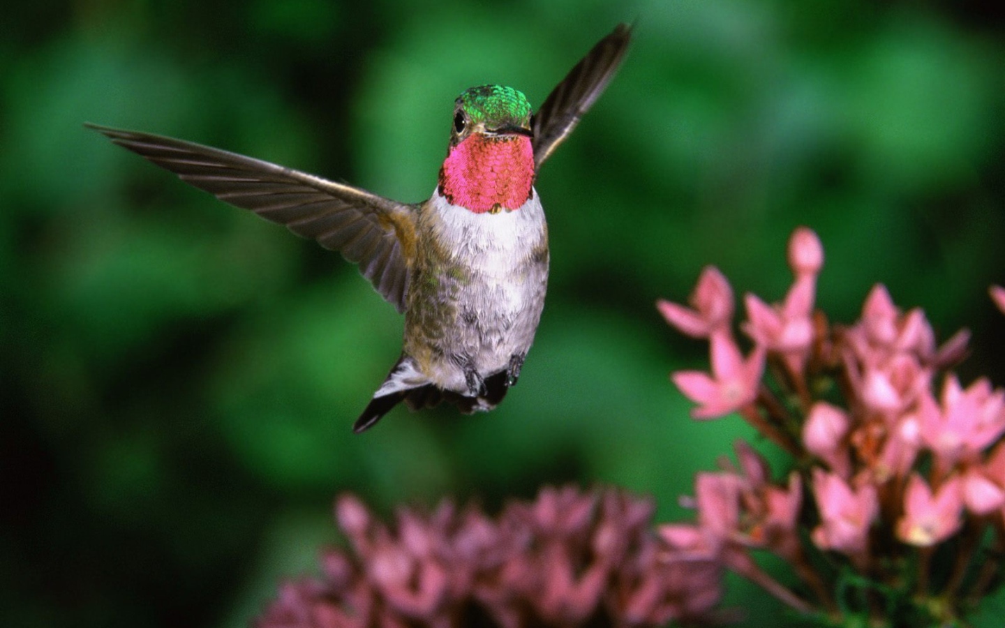 Широкохвостный колибри 