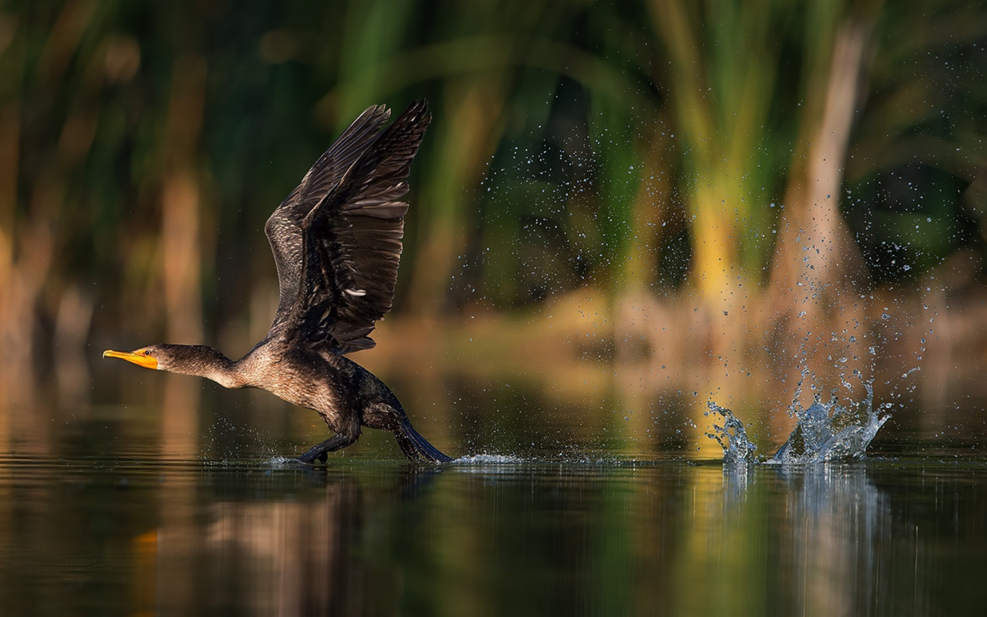 Утка взлетает с воды