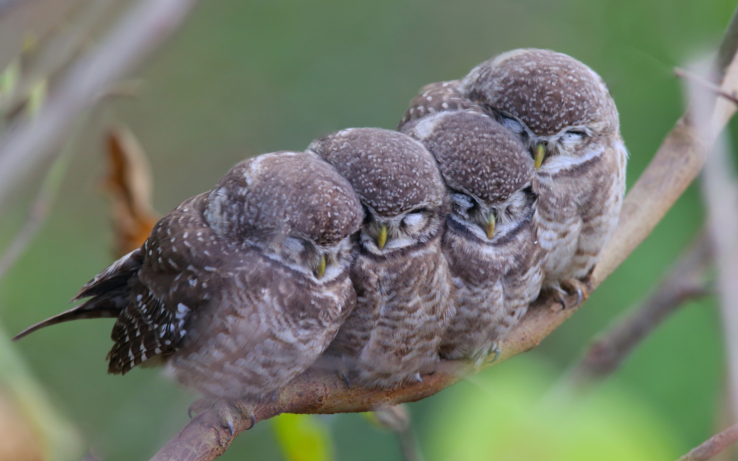 Семья сов на ветке