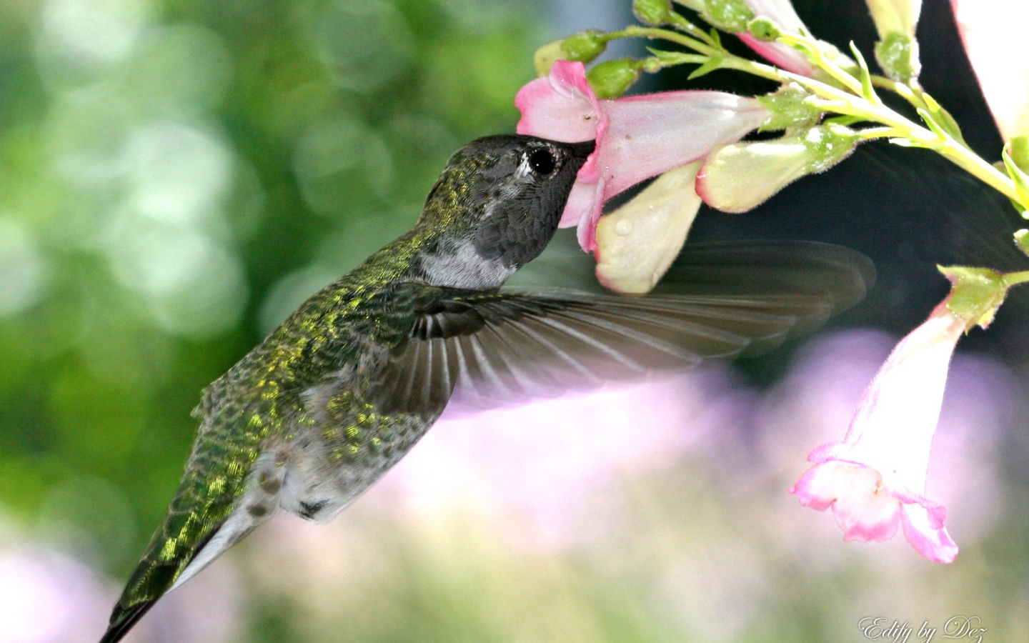 Голодная колибри