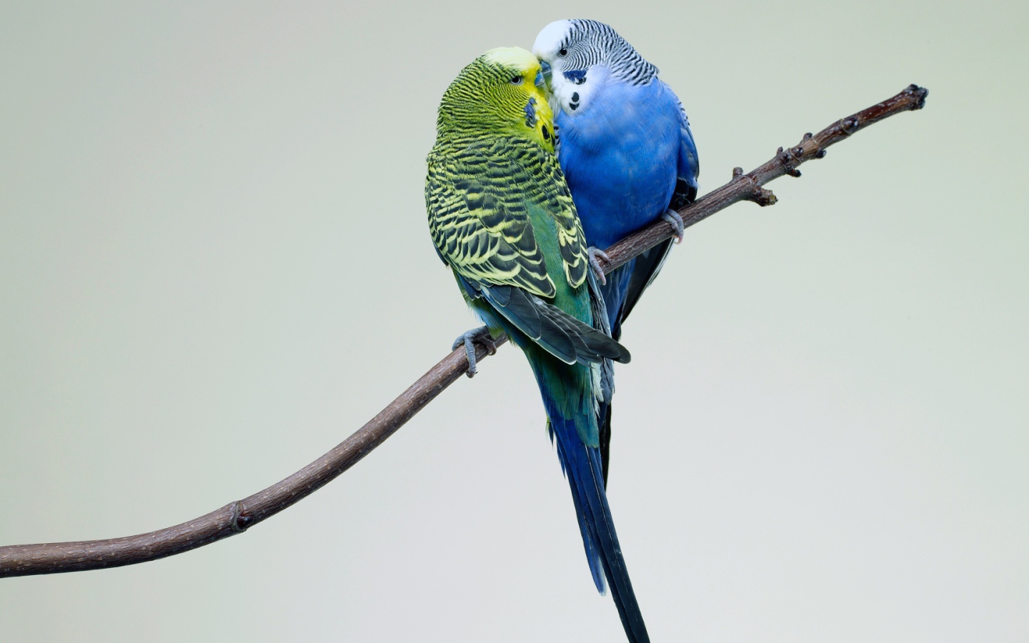 Поцелуй попугаев