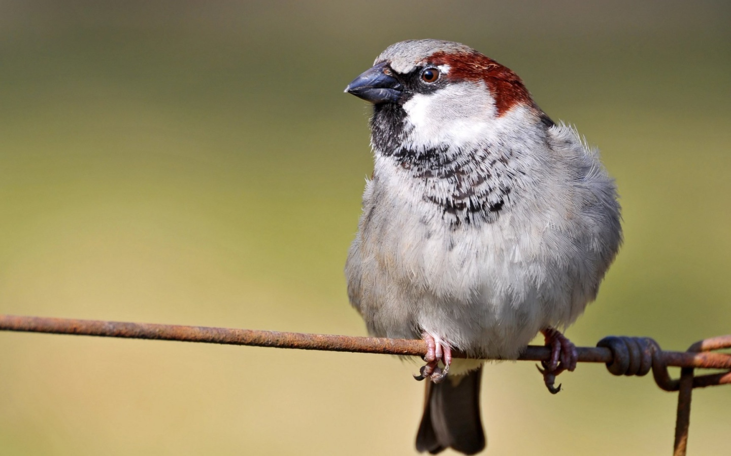 Обыкновенный воробей