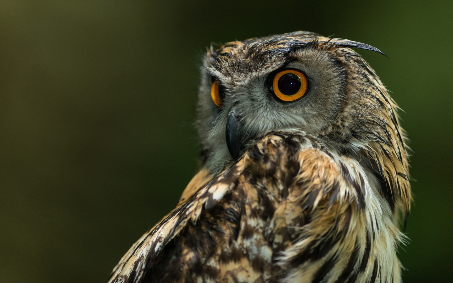 Сова с круглыми глазами