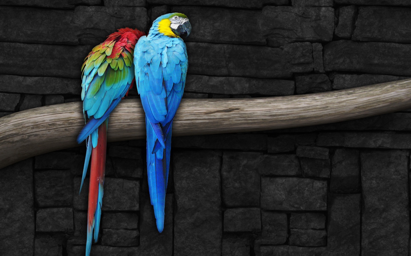 Парочка попугаев