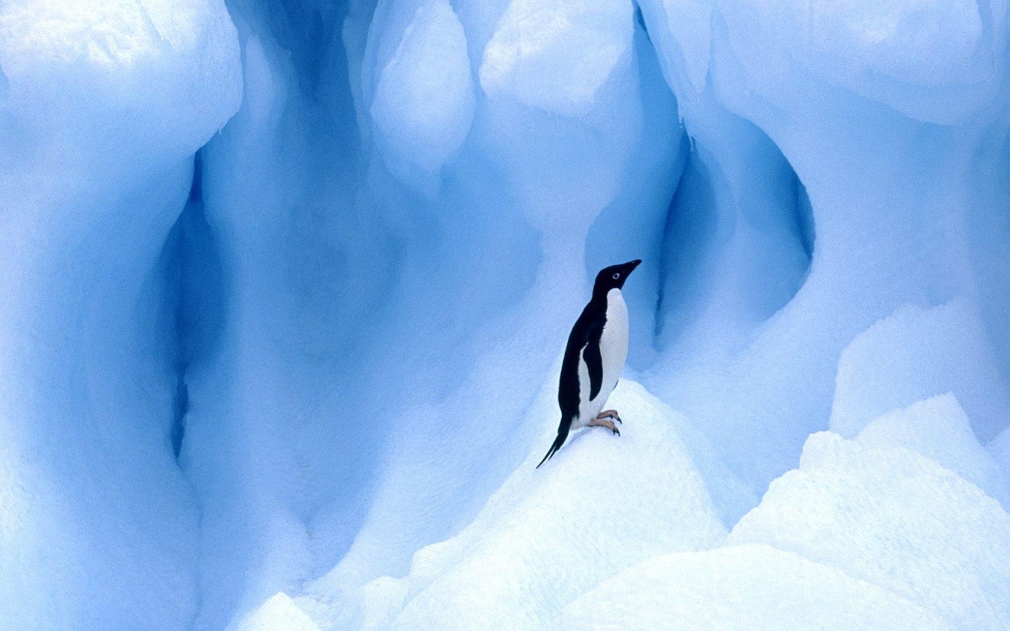 Пингвин