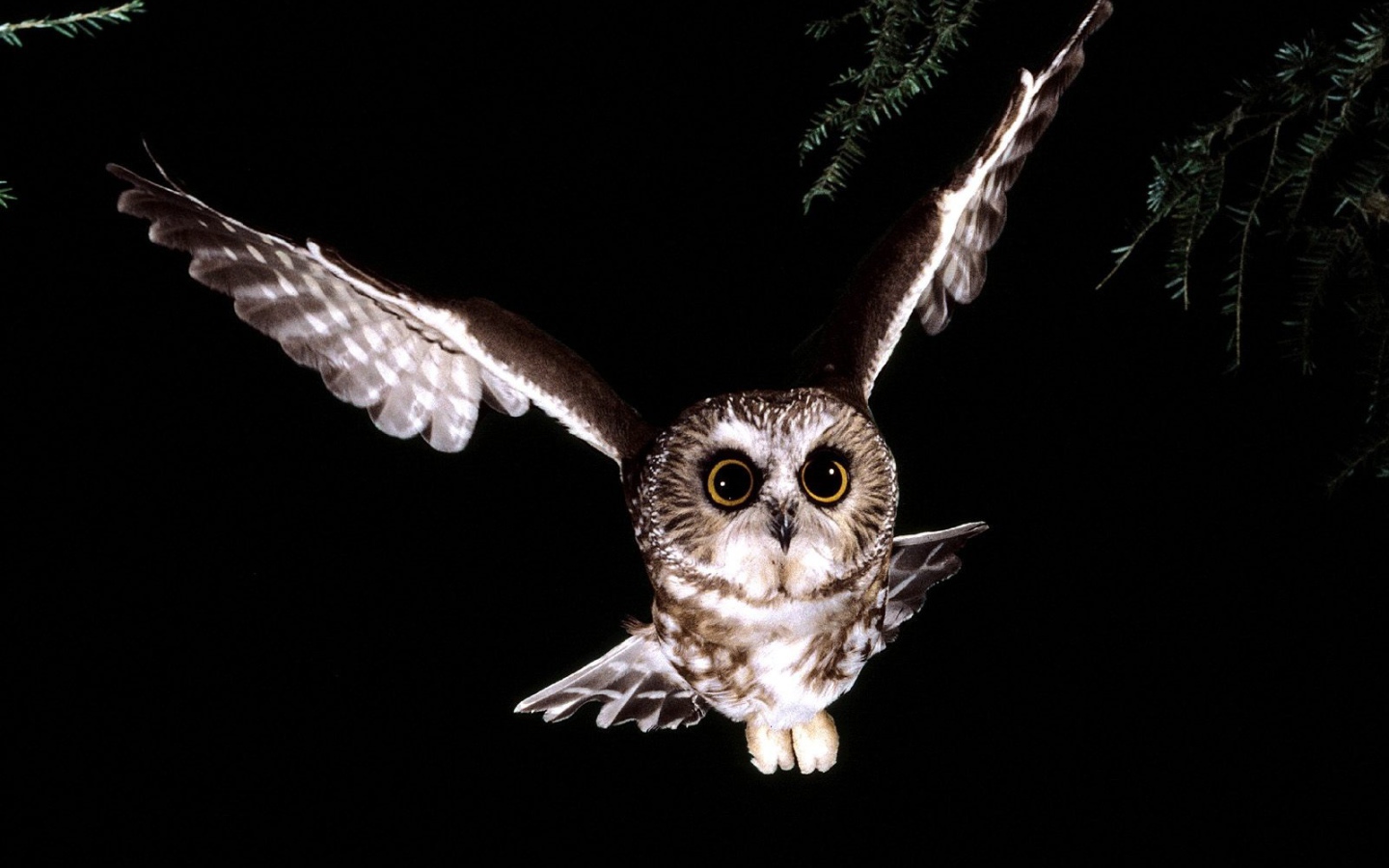 Сова в полете 