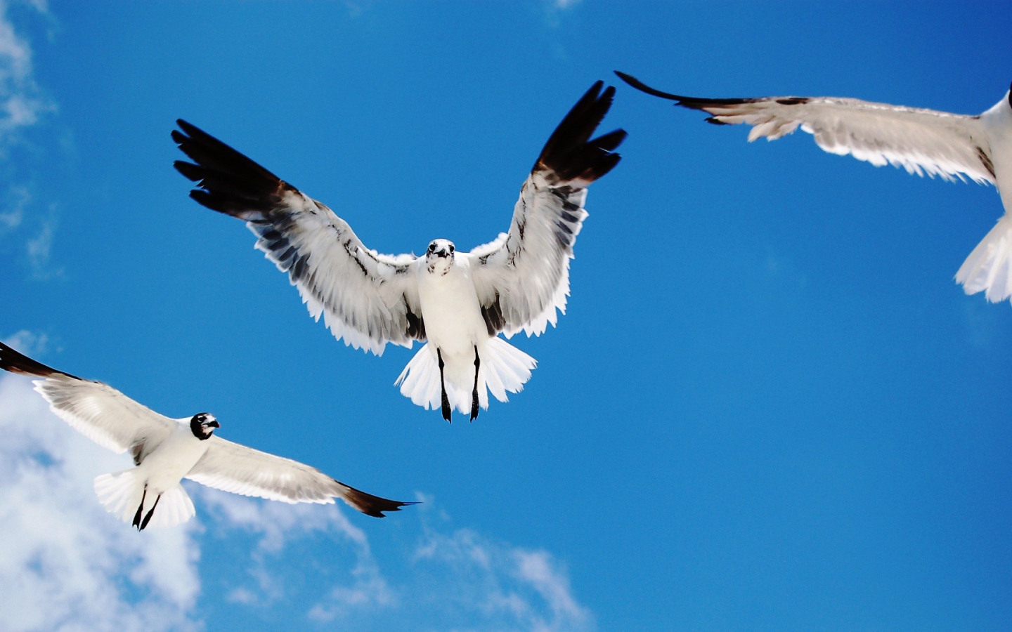 Чайки атакуют 