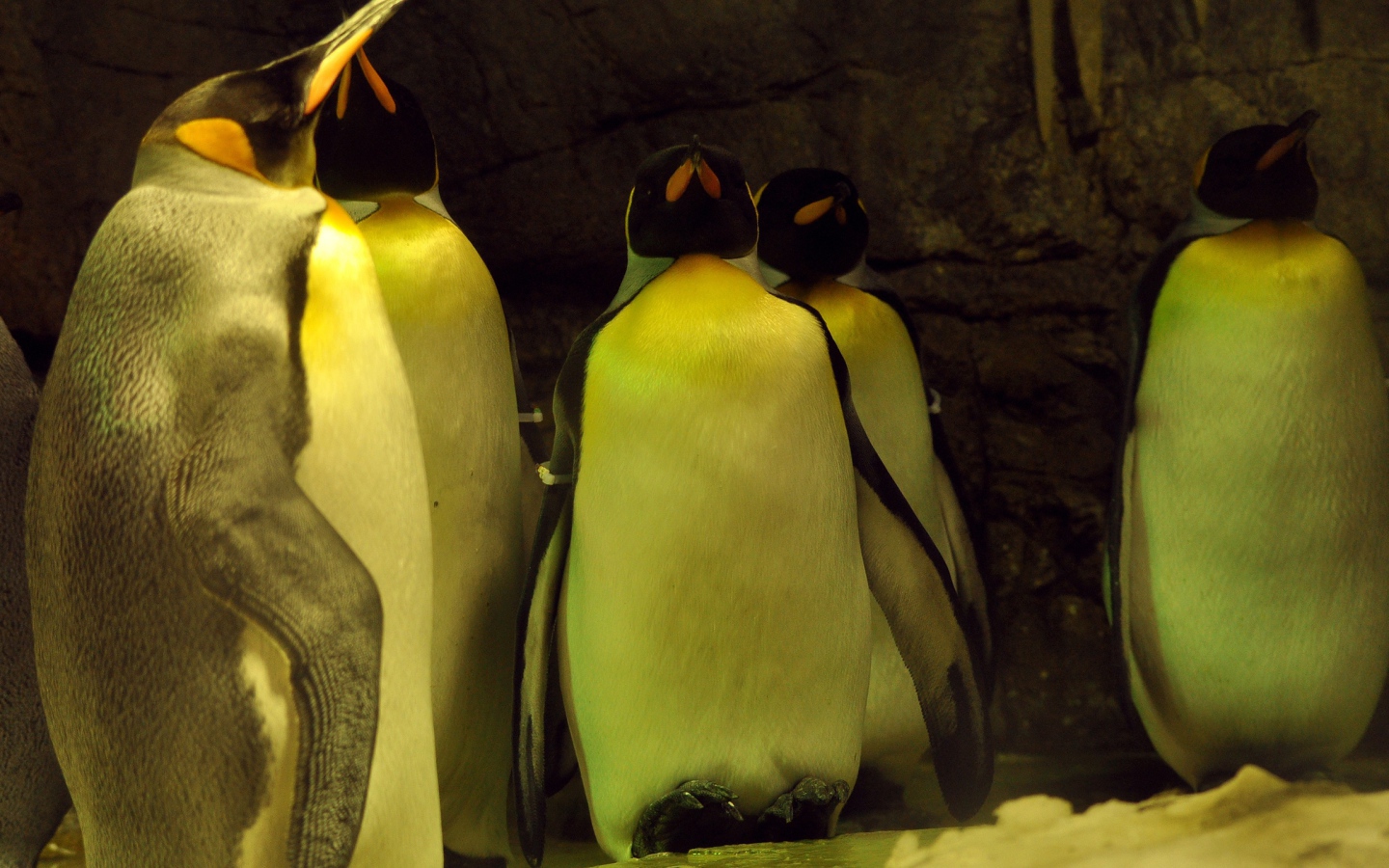 Спящие пингвины 