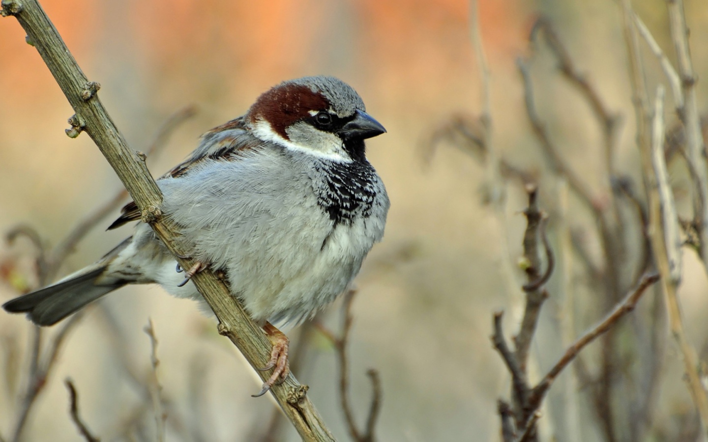 Воробей на ветке