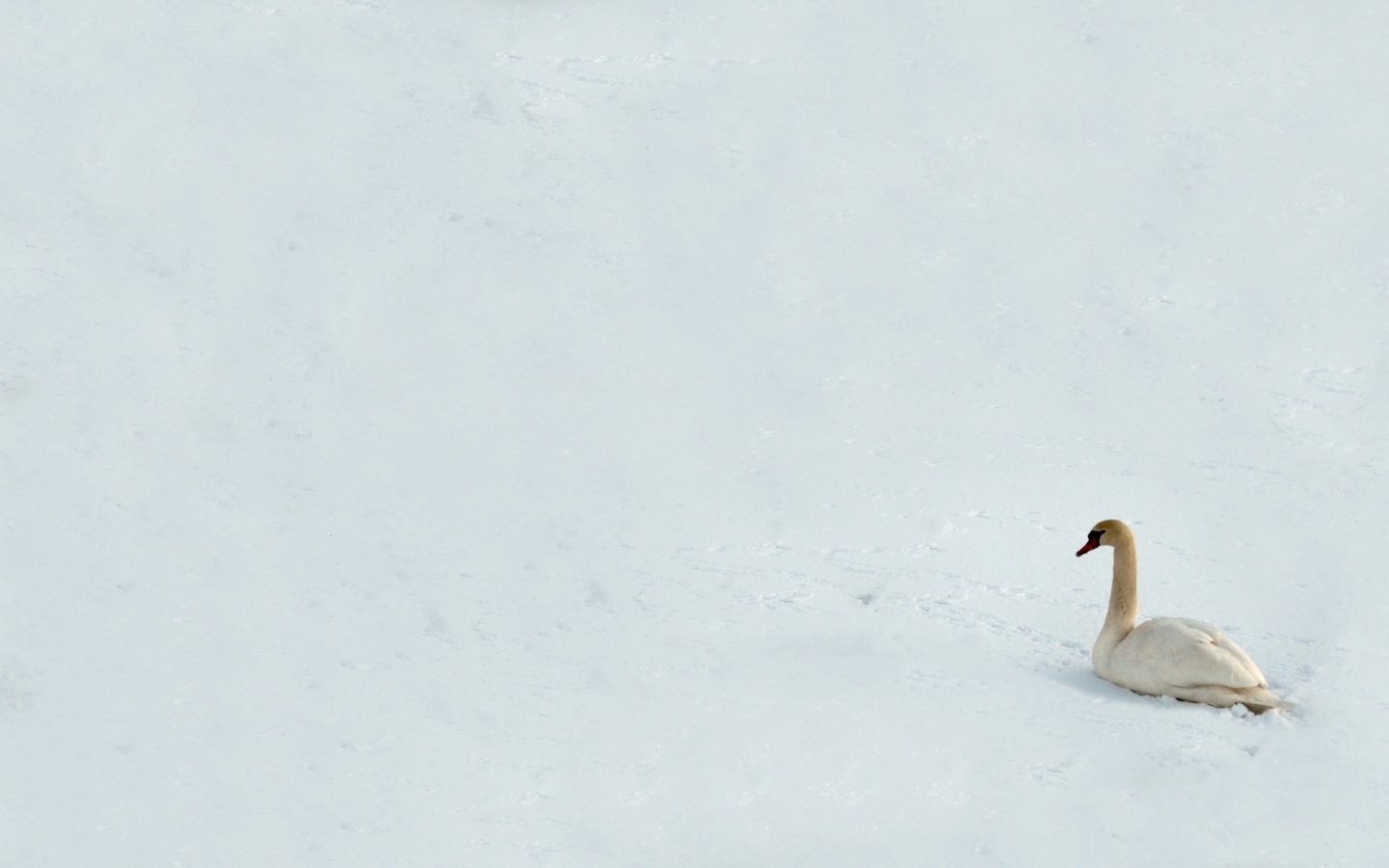 Лебедь на снегу