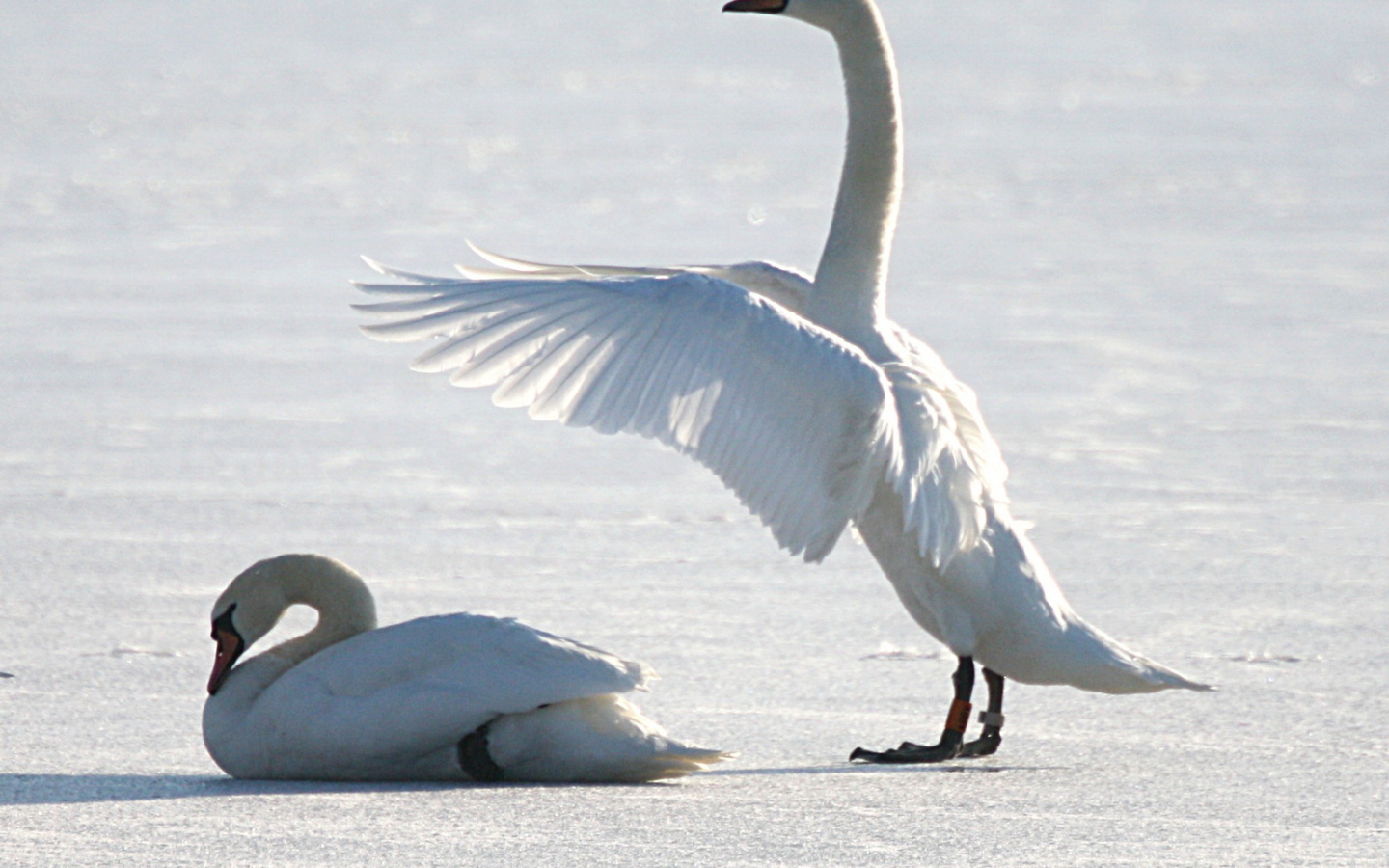 Лебеди на снегу