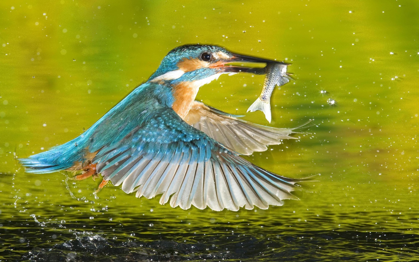 Птица поймала рыбу