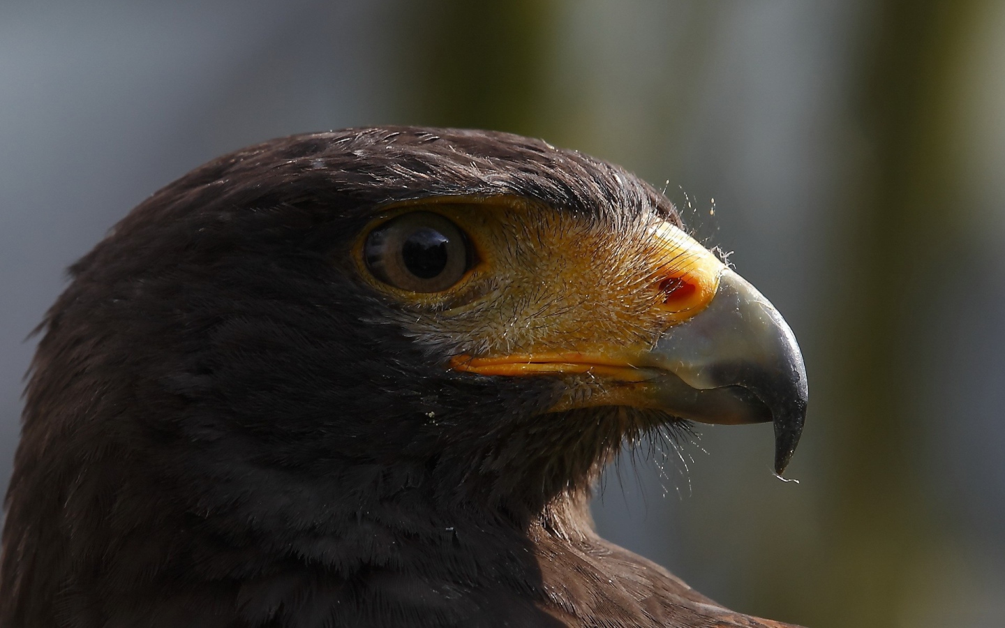 Голова орла