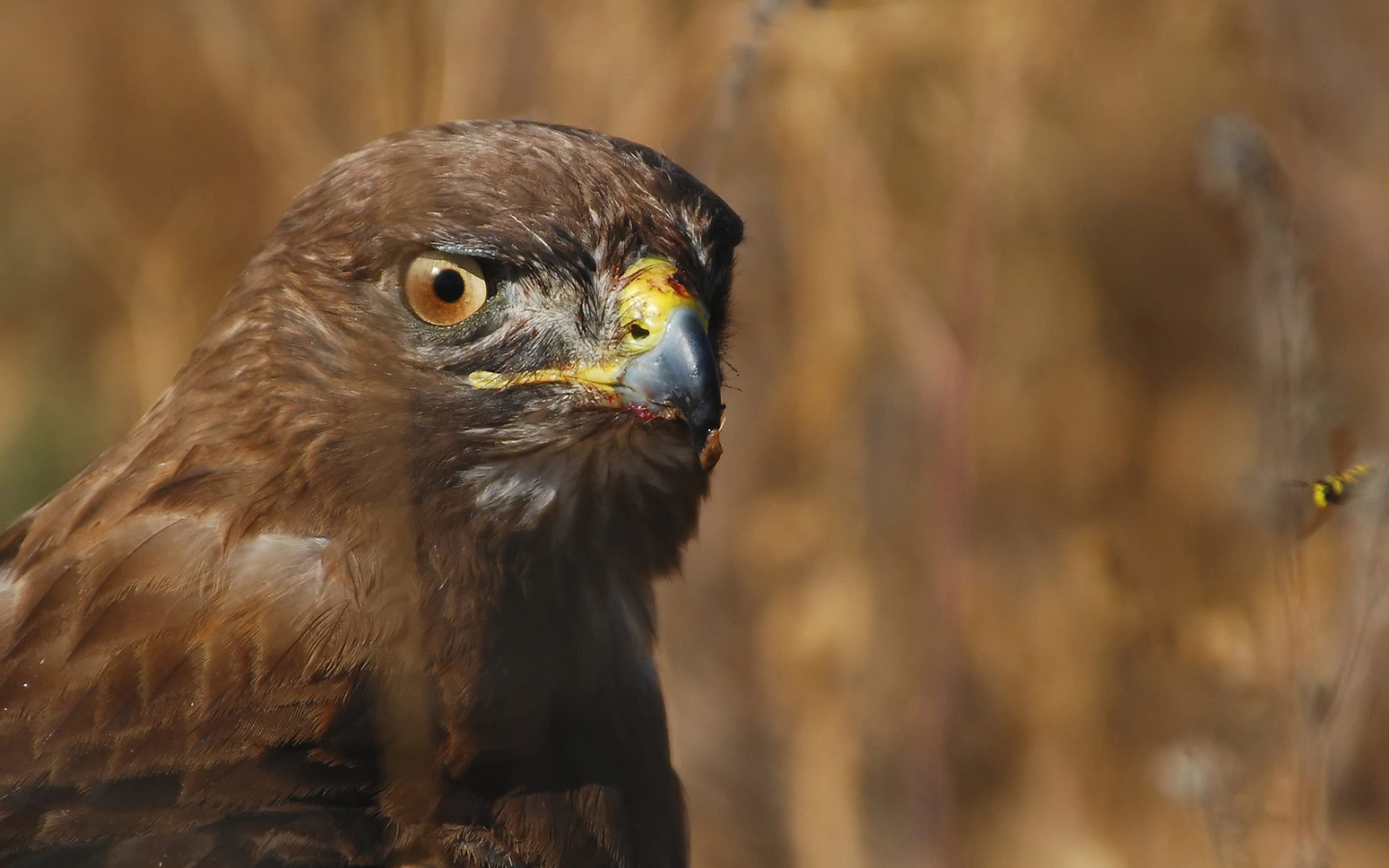 Голова орла