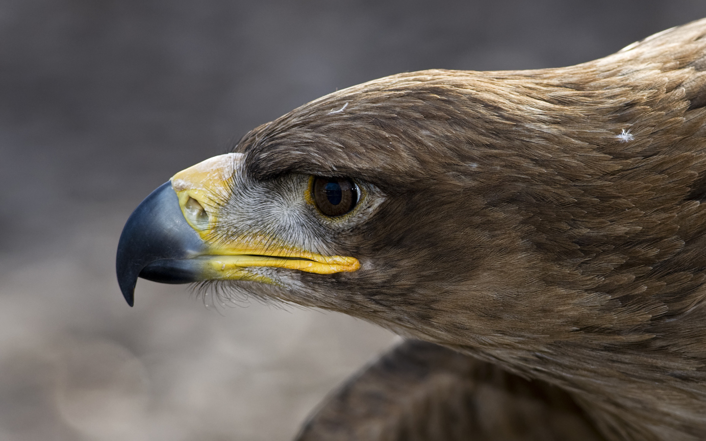 Голова орлана