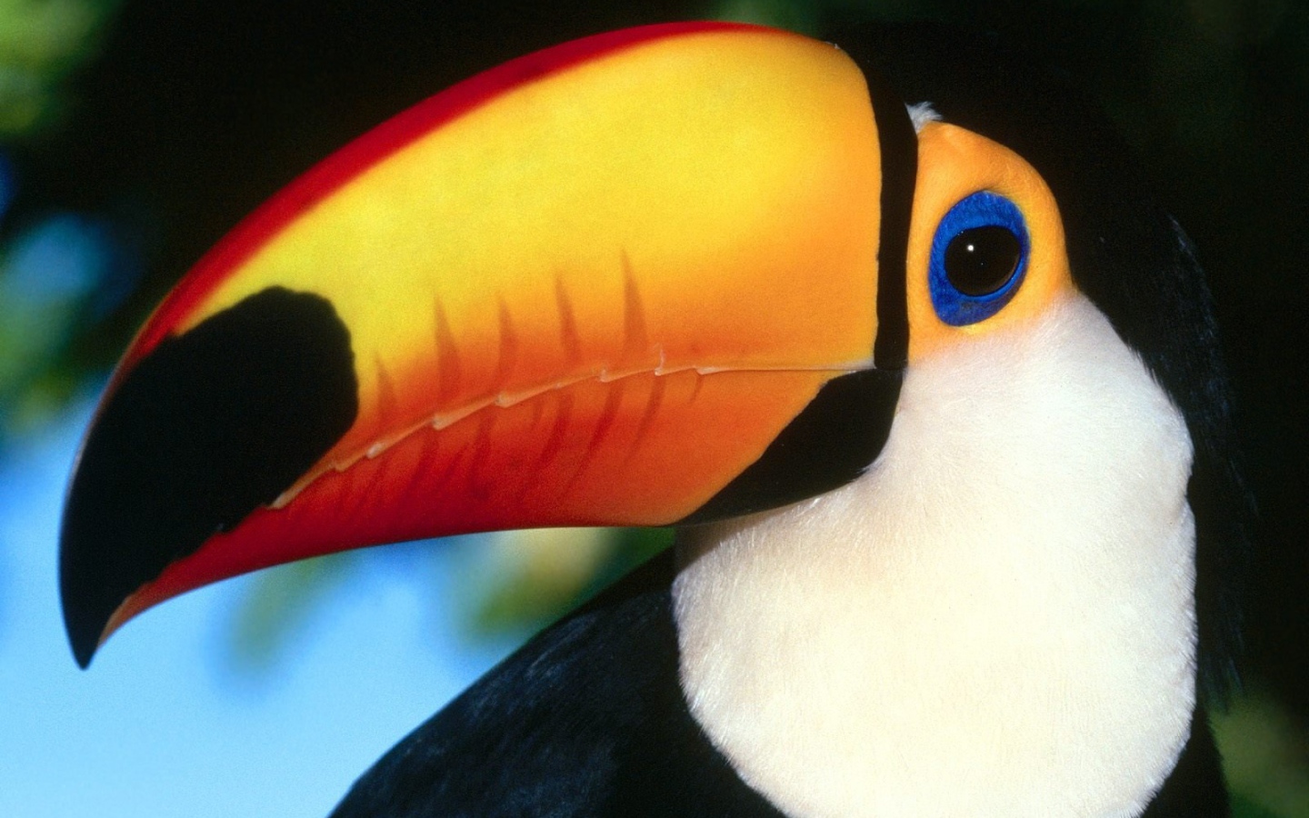 Птица тукан