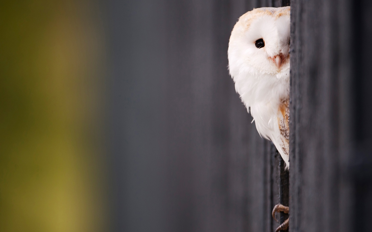 Красивая белая сова