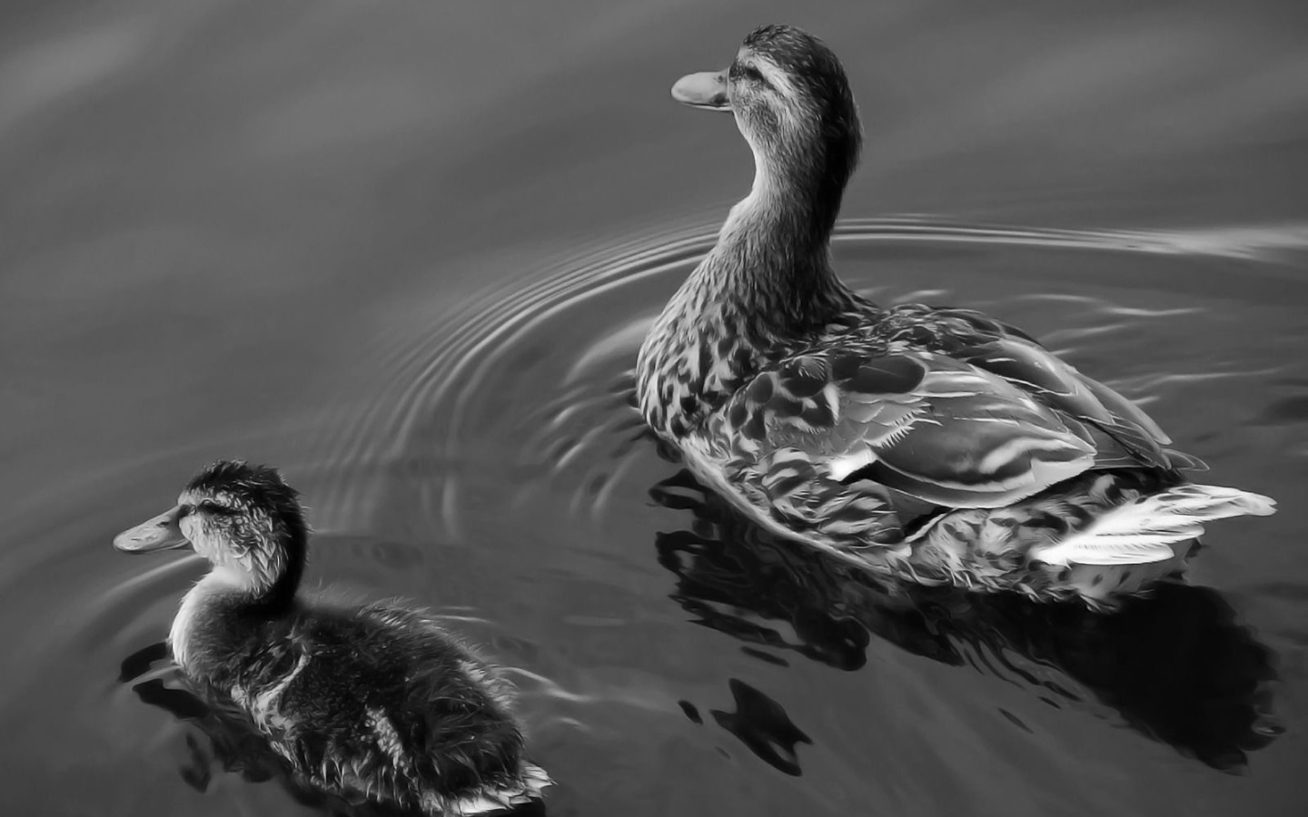 Утка с утенком