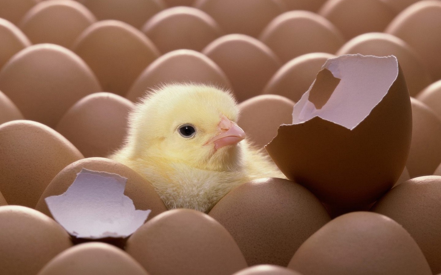 Цыпленок вылупился из яйца