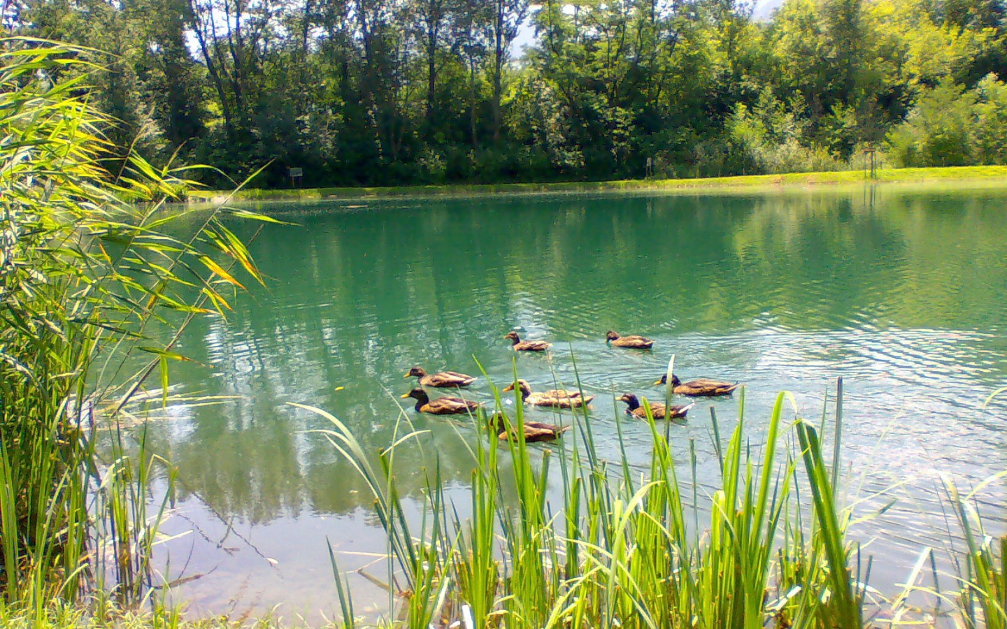 Утки плавают по озеру