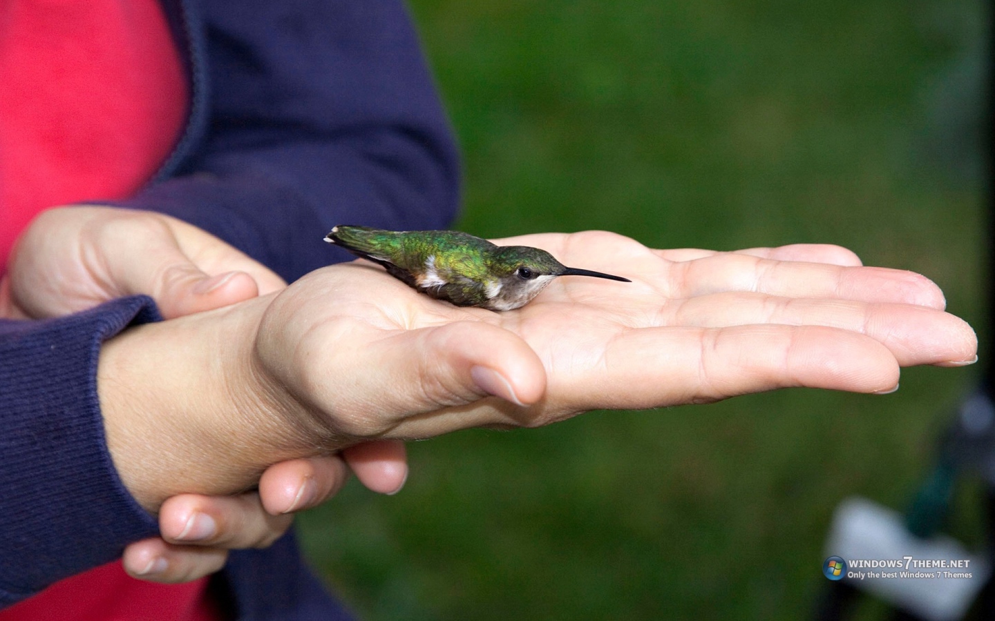 Колибри на ладони
