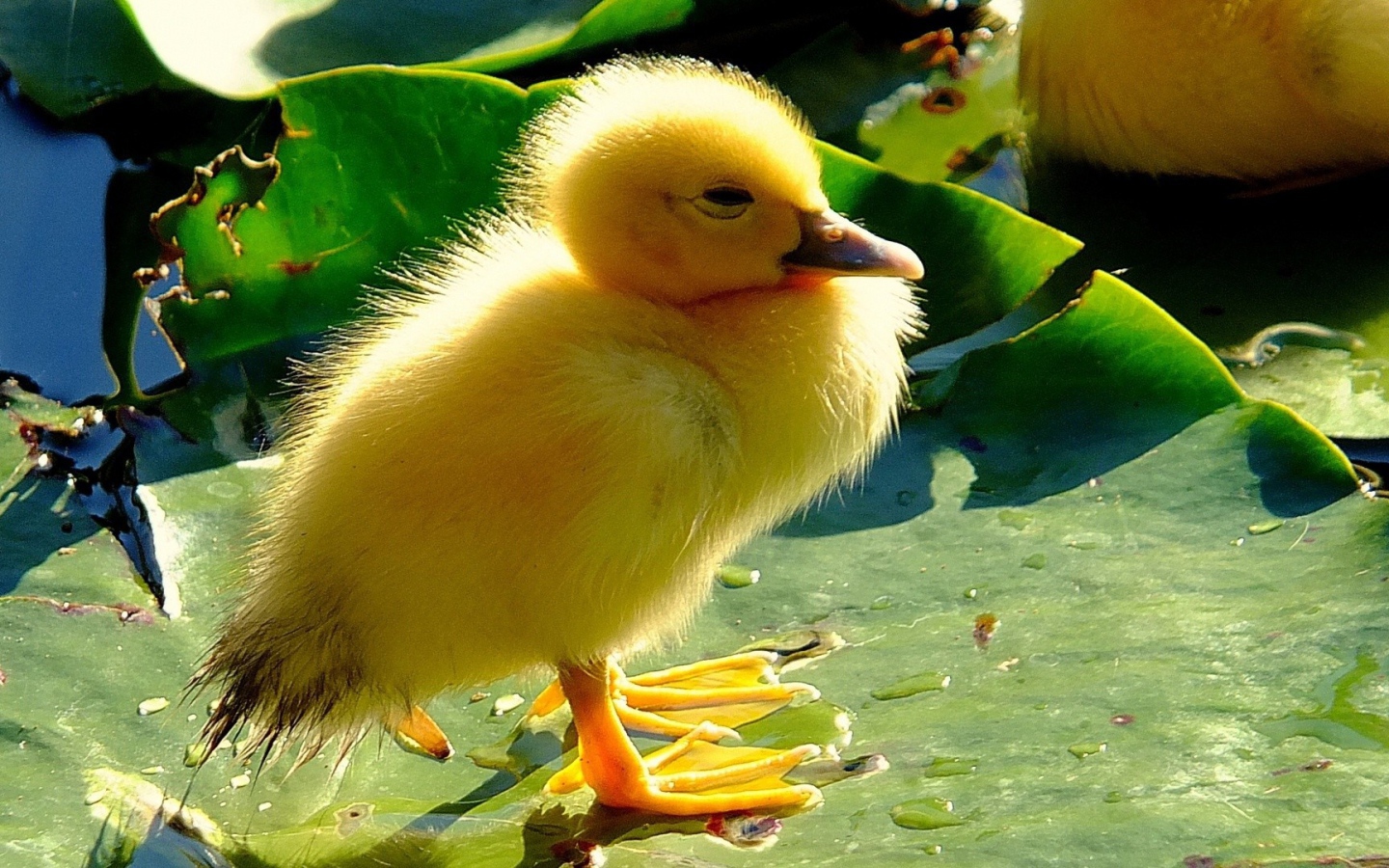 Птенец на листе лилии