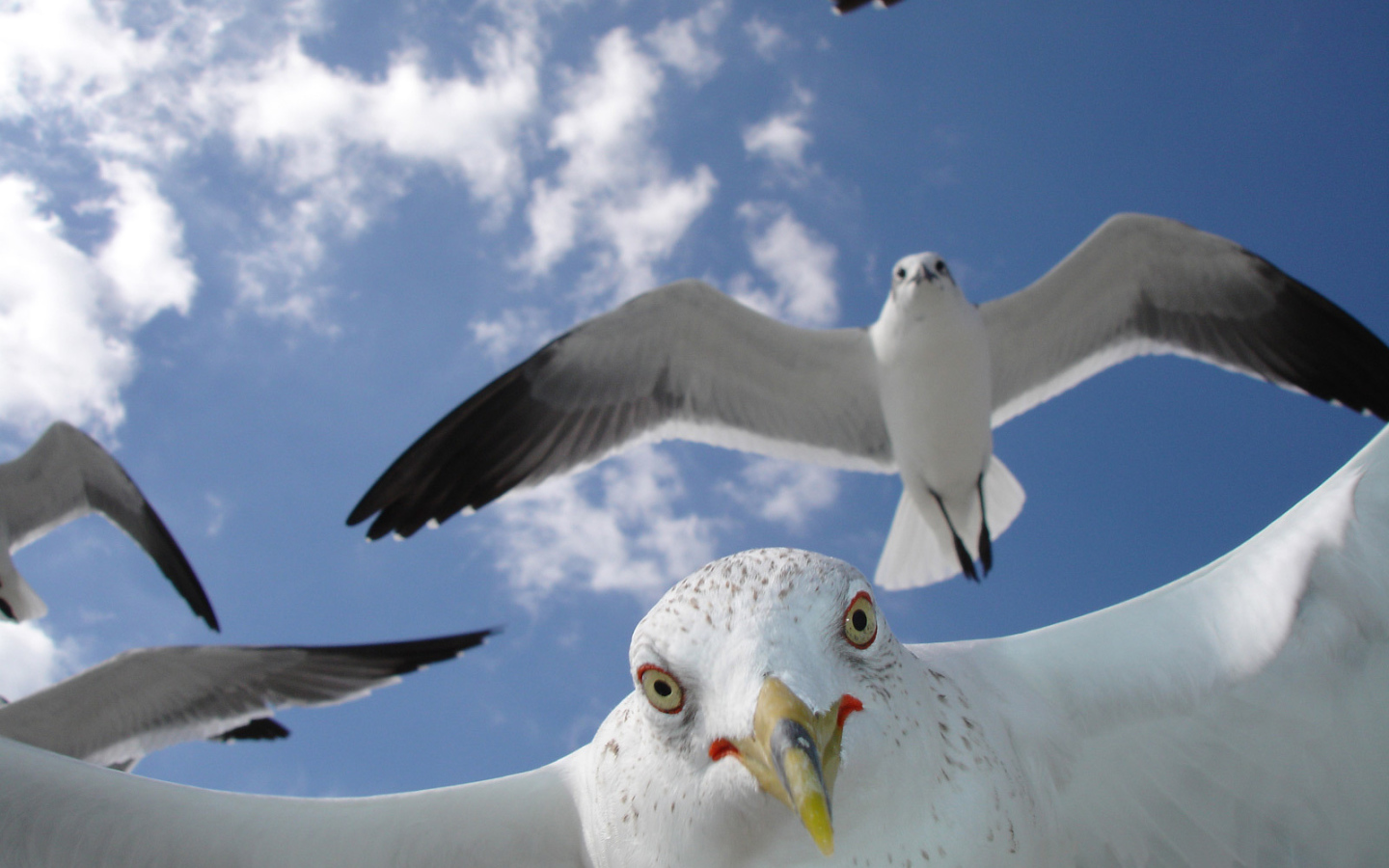Портрет чайки в полете