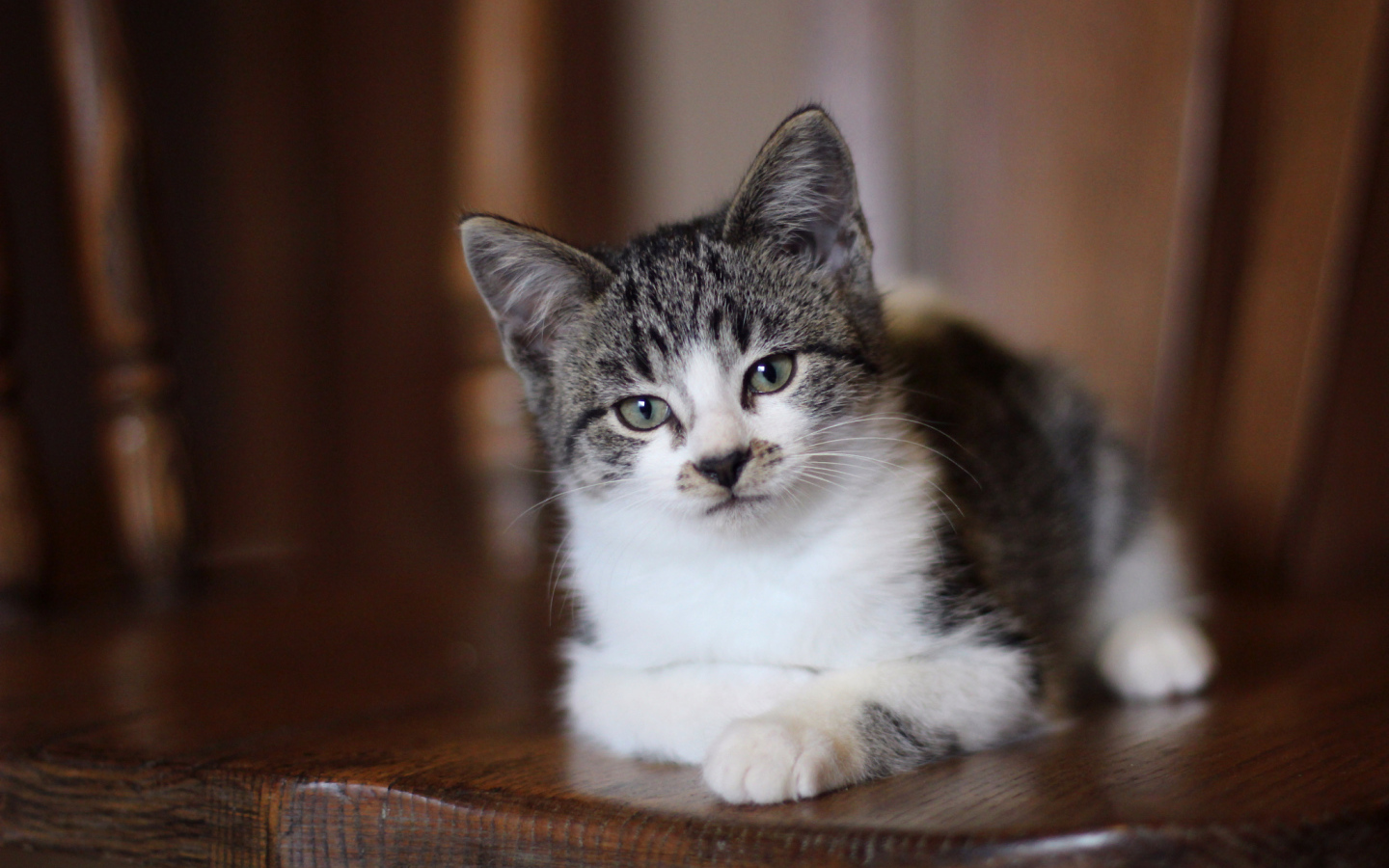 Внимательный взгляд серого кота