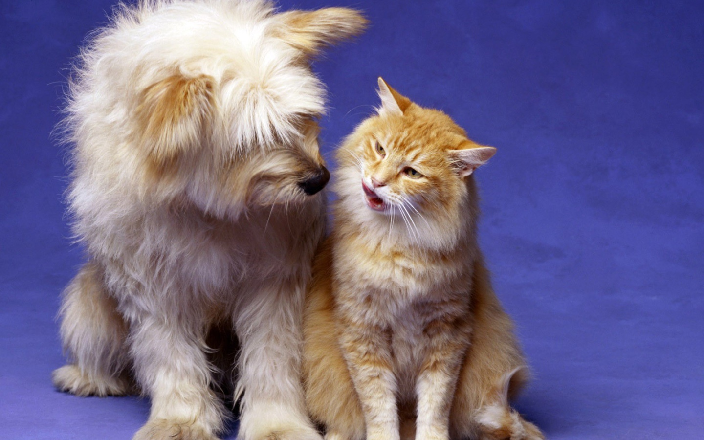 Кошка и собака лучшие друзья