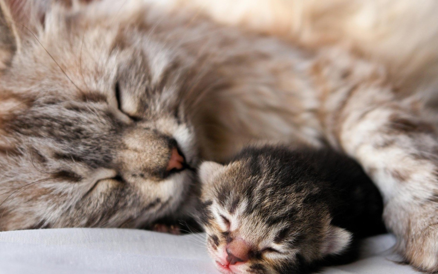 Кошка с котенком