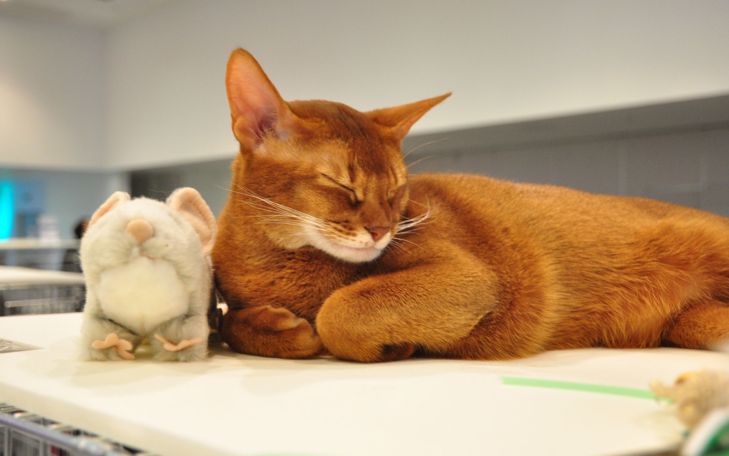 Абиссинская кошка с игрушкой