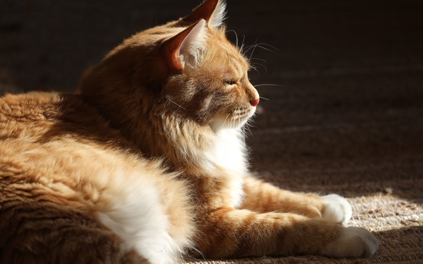 Взрослый курильский бобтейл