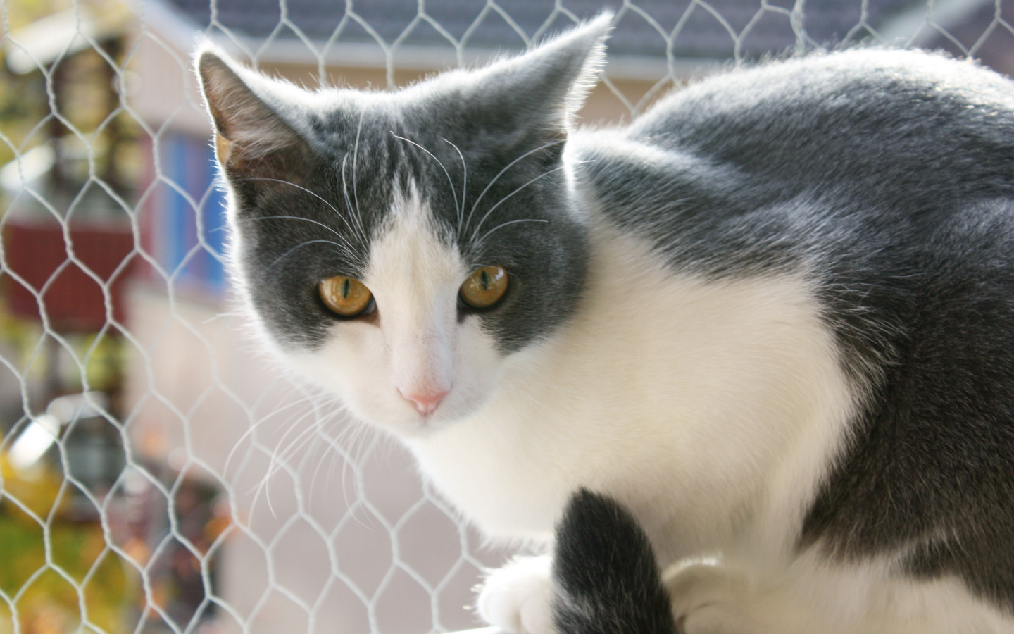 Американская жесткошерстная кошка у забора