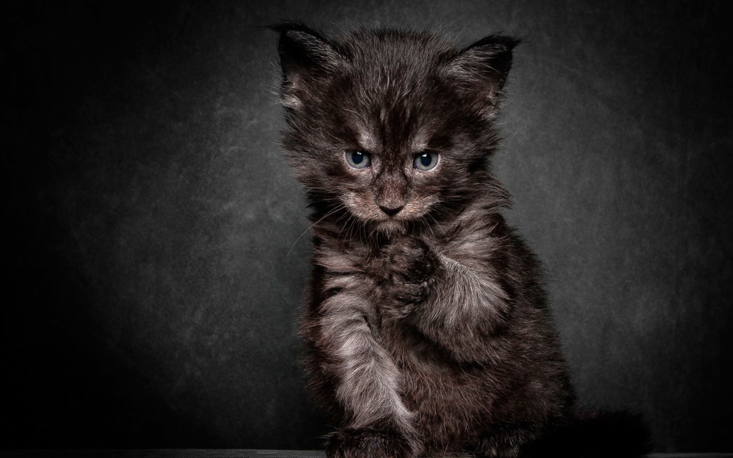 Cердитый черный кот