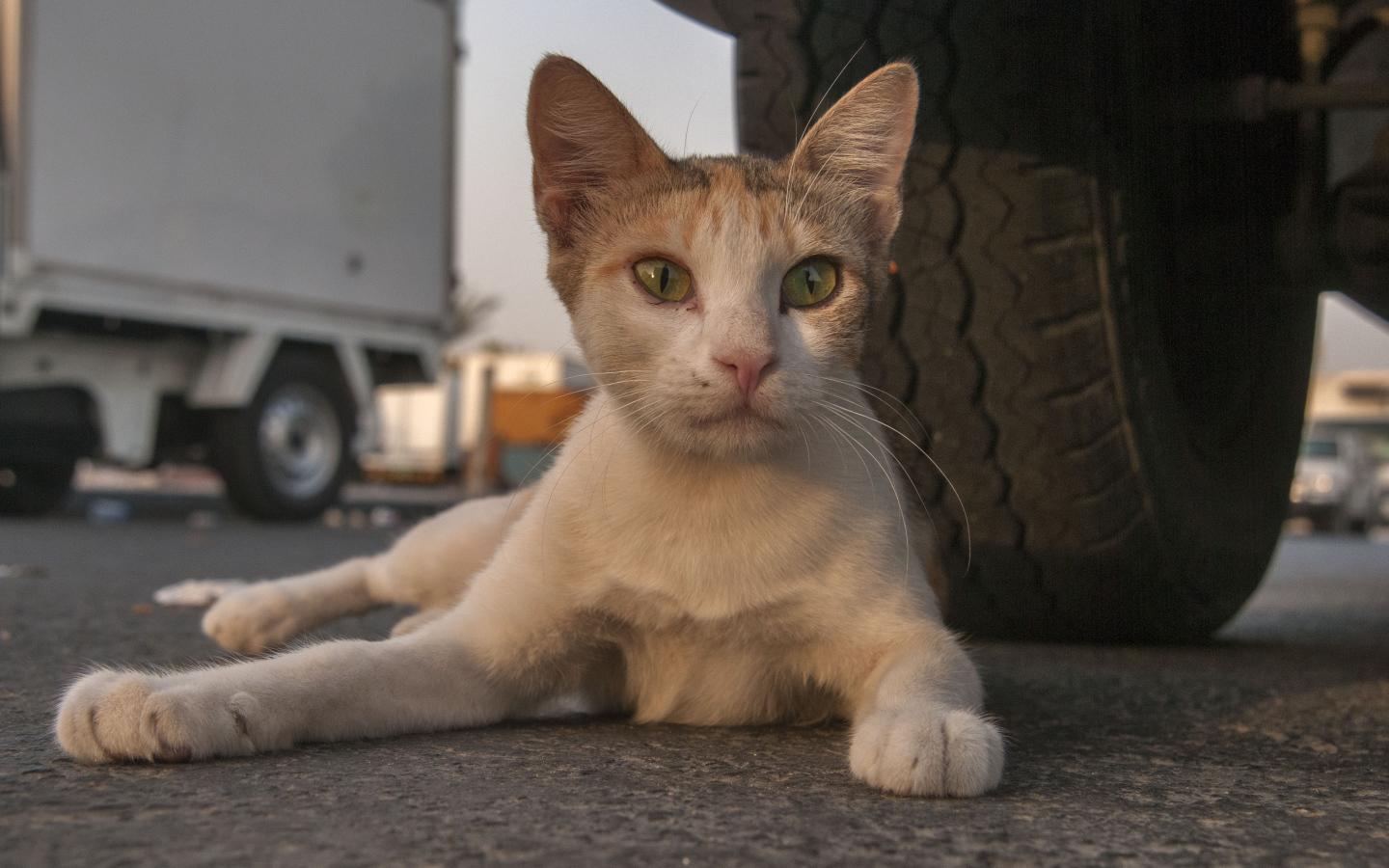 Аравийский мау у колеса