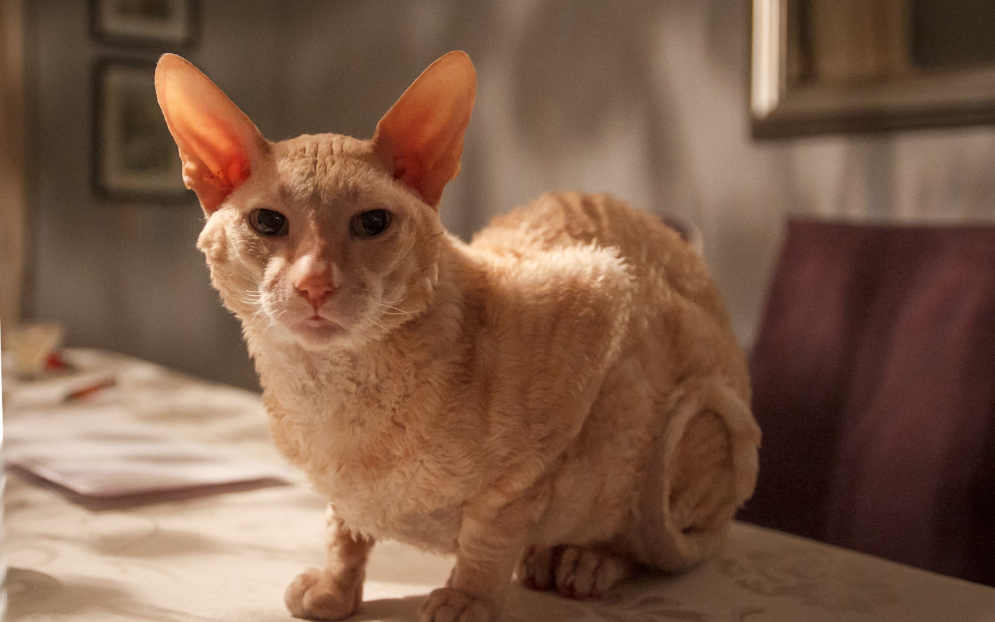 Рыжий корниш рекс