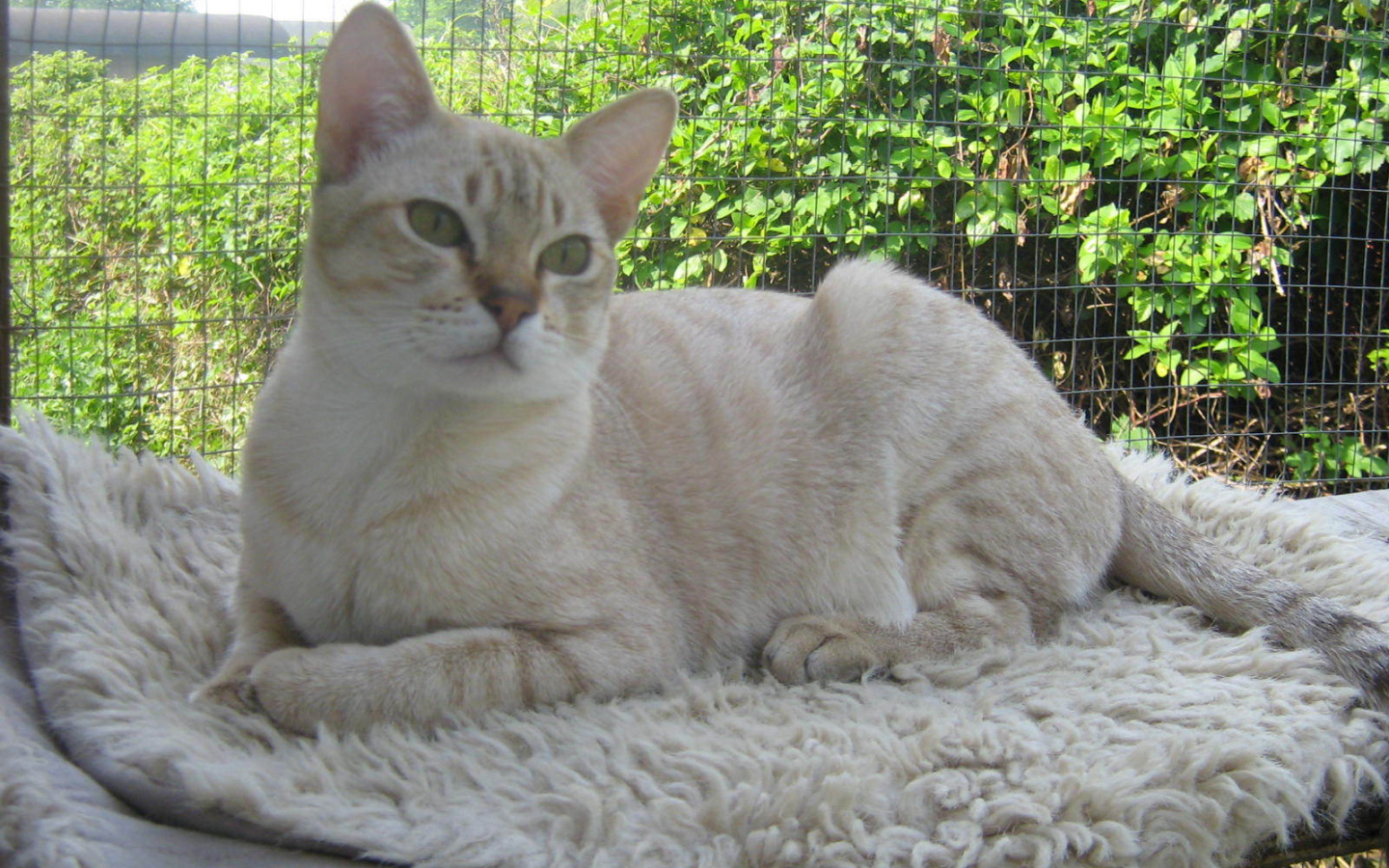 Кот австралийский мист на природе