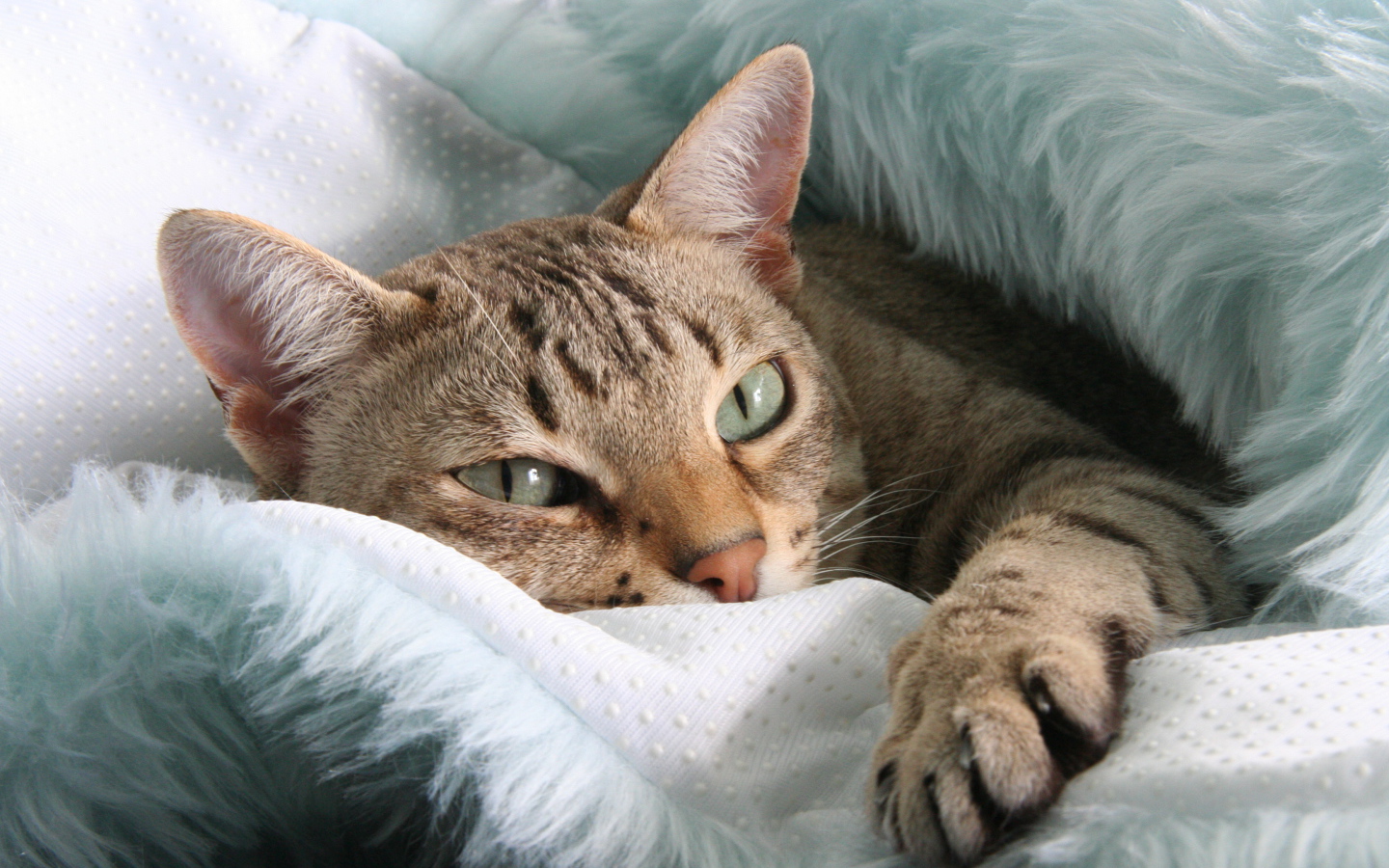 Австралийский мист отдыхает