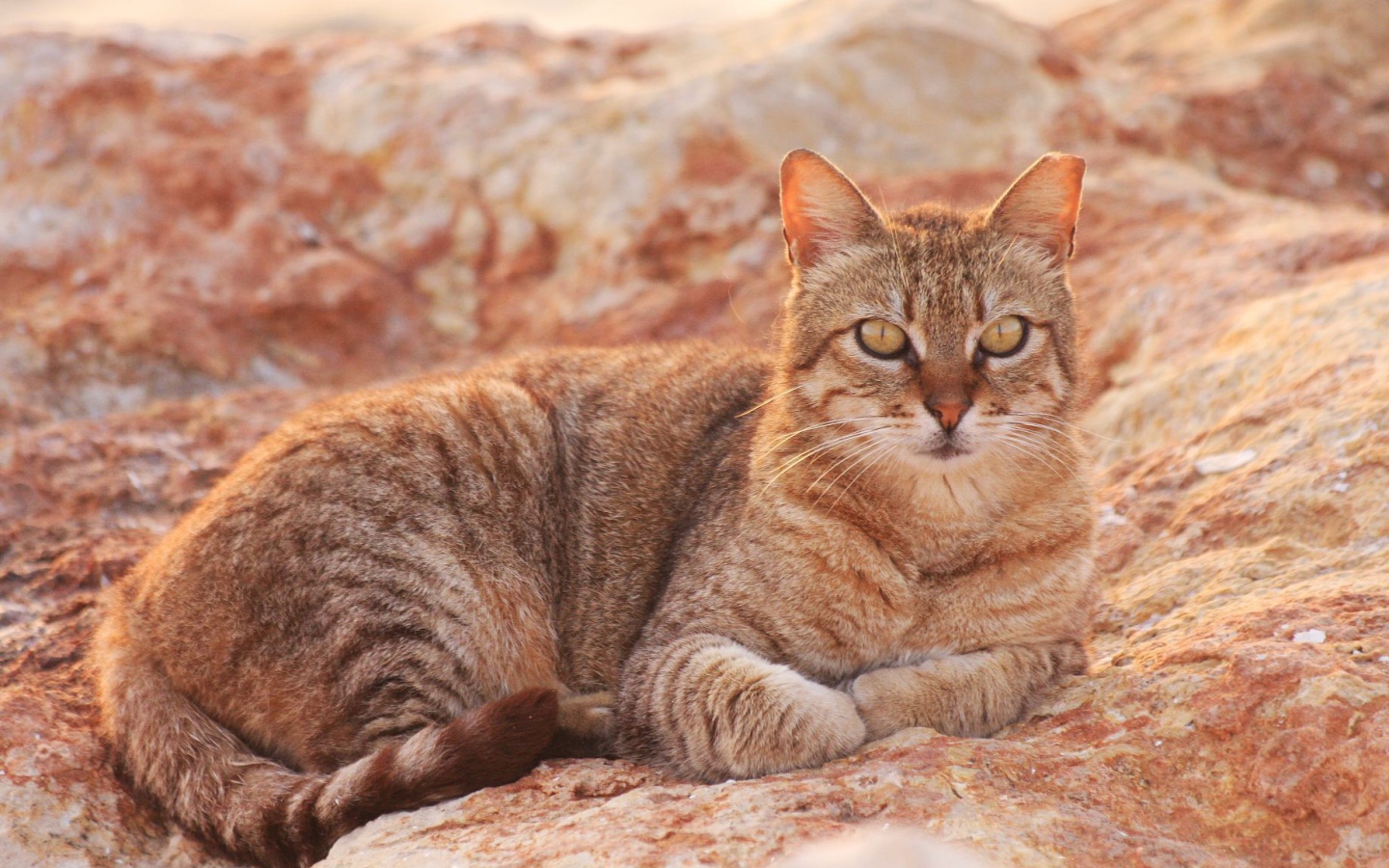 Австралийский мист на скале