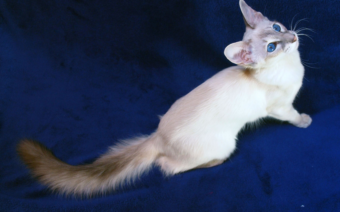 Порода балийских кошек