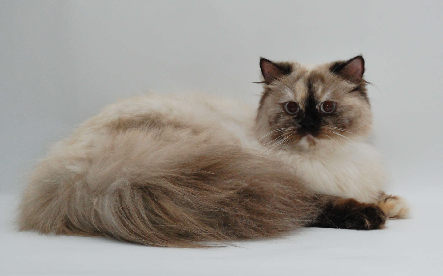 Красивая британская длинношерстная кошка