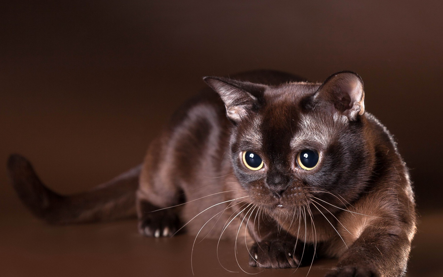 Красивая бурманская кошка