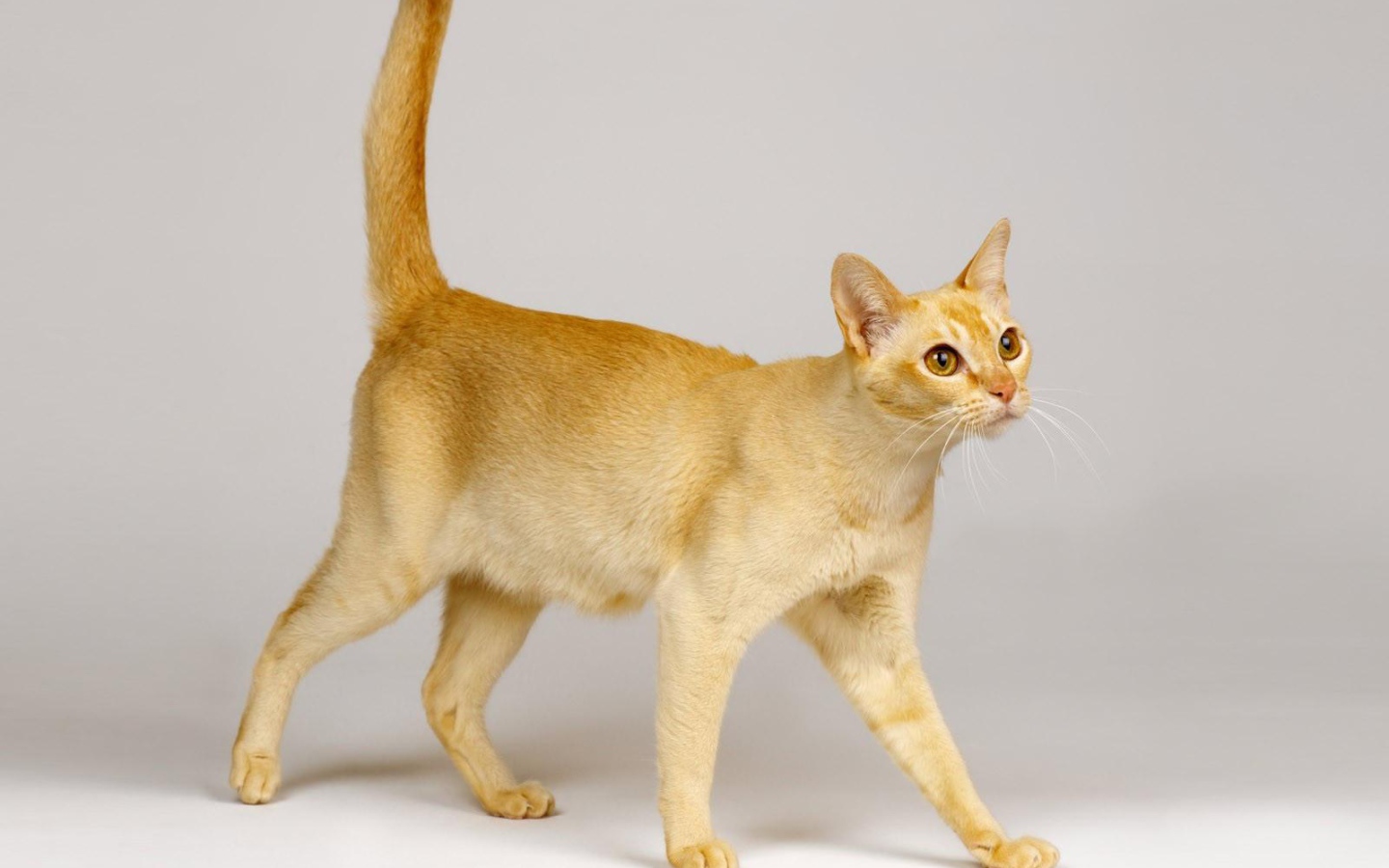 Beautiful Ceylon cat