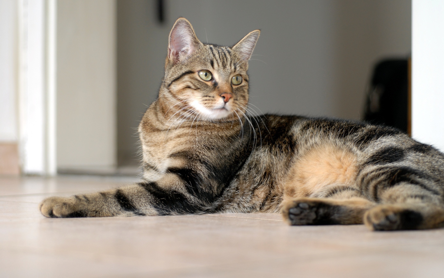 Красивая европейская короткошерстная кошка