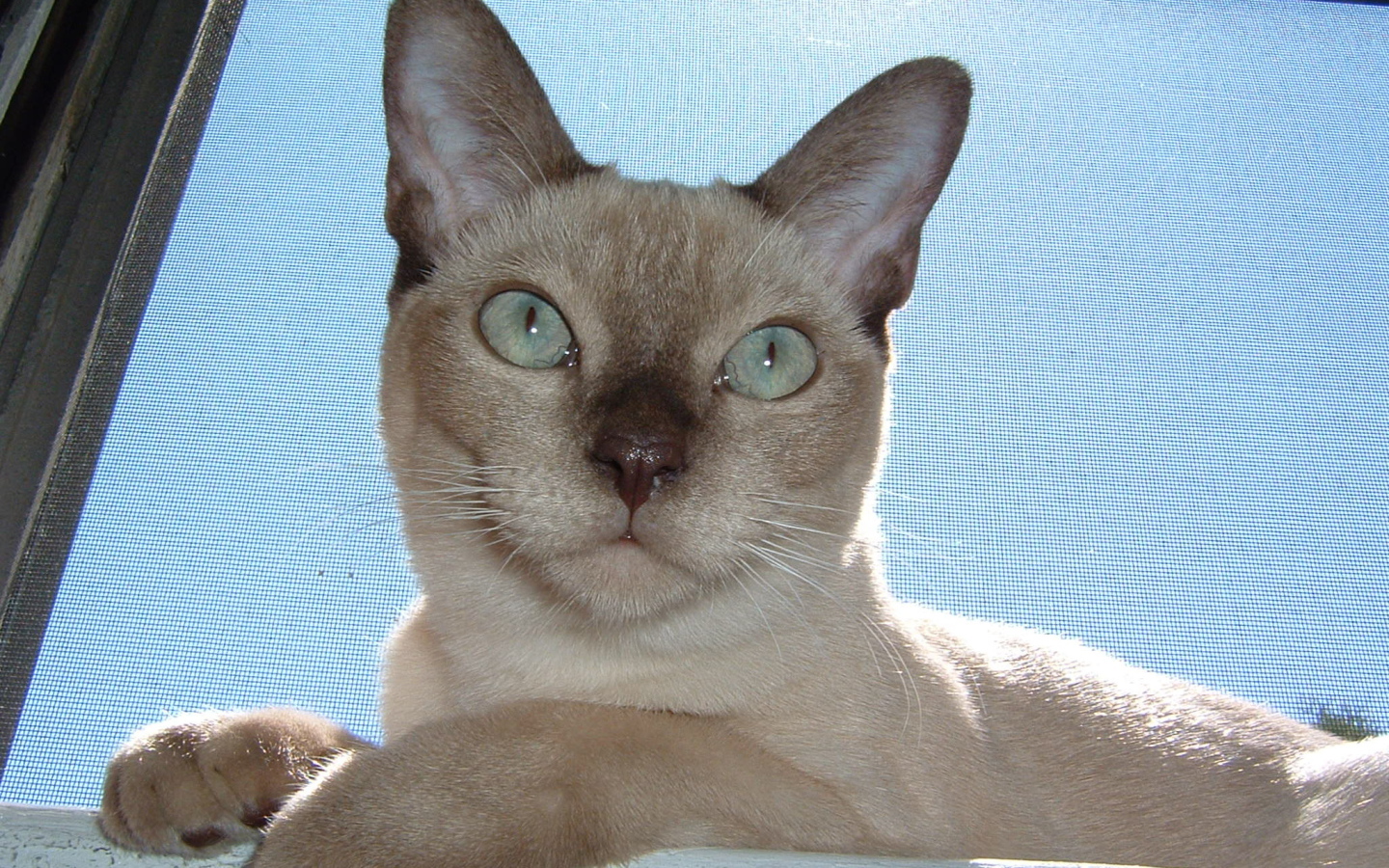 Красивая тонкинская кошка